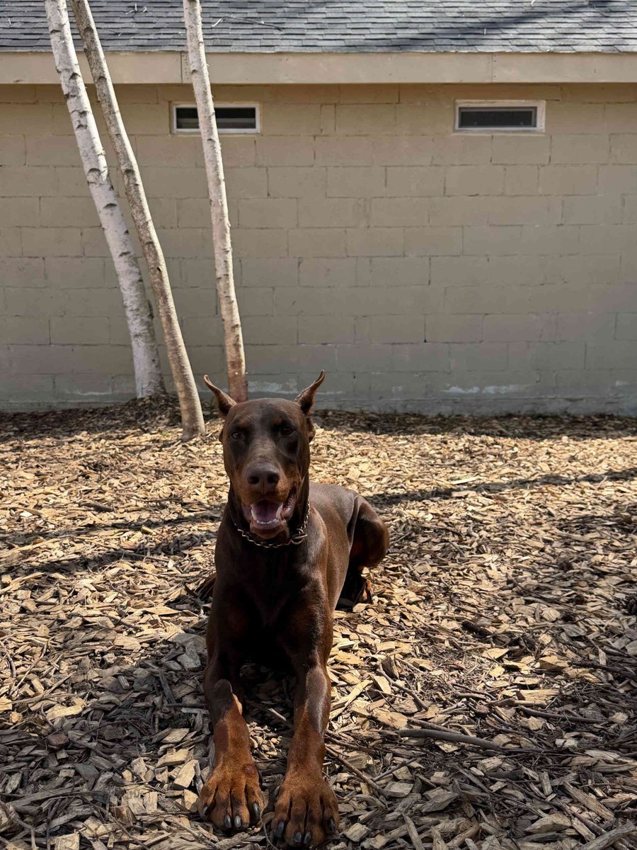 Doberman in forest yard