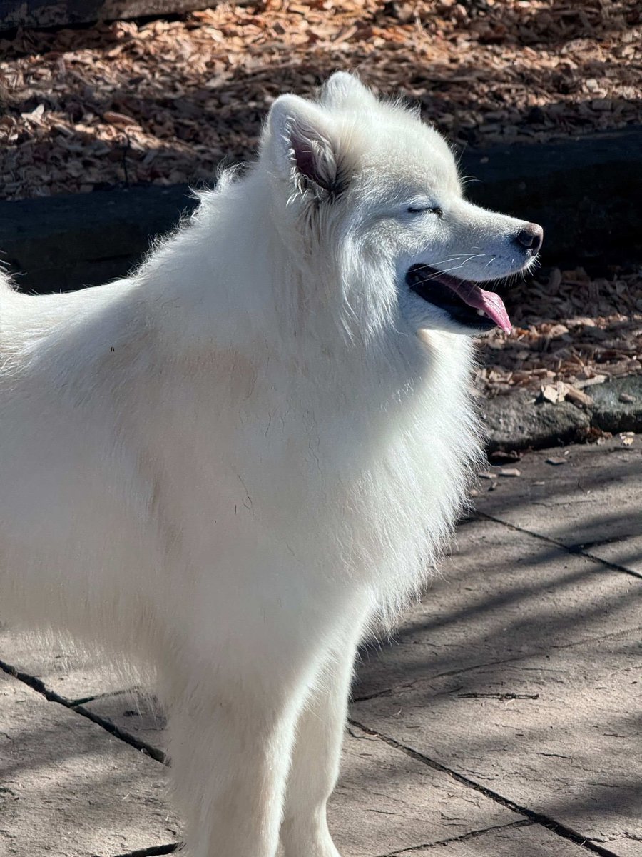 Samoyed in sunlight