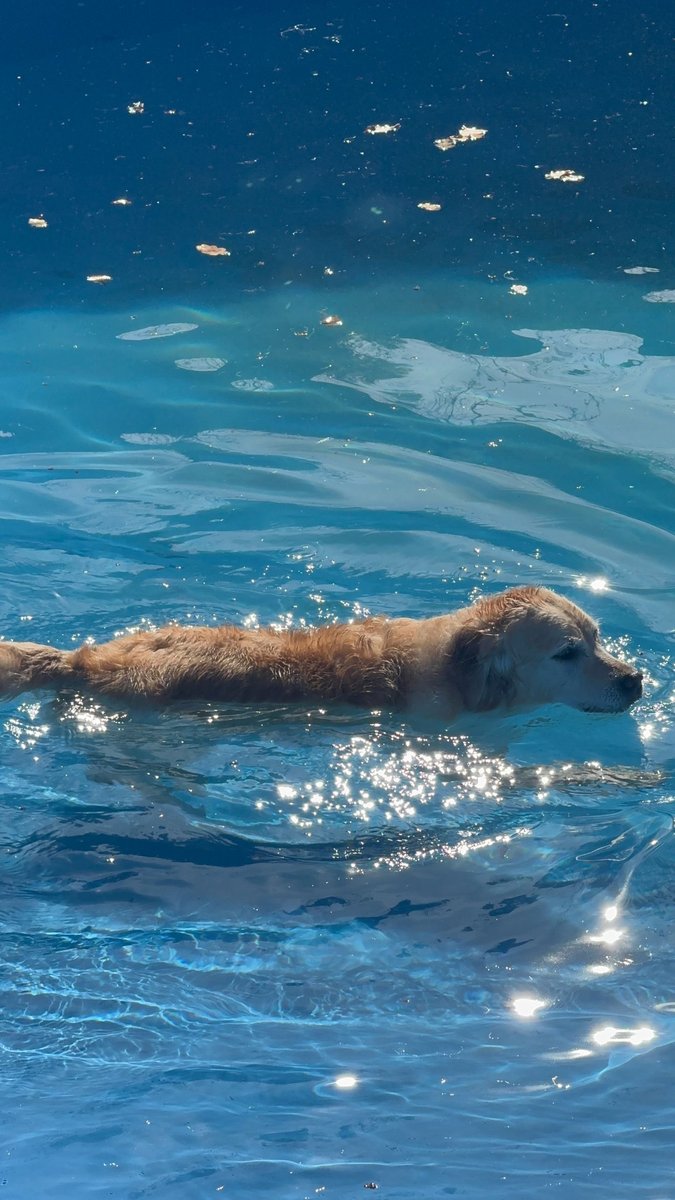 Golden retriever in pool