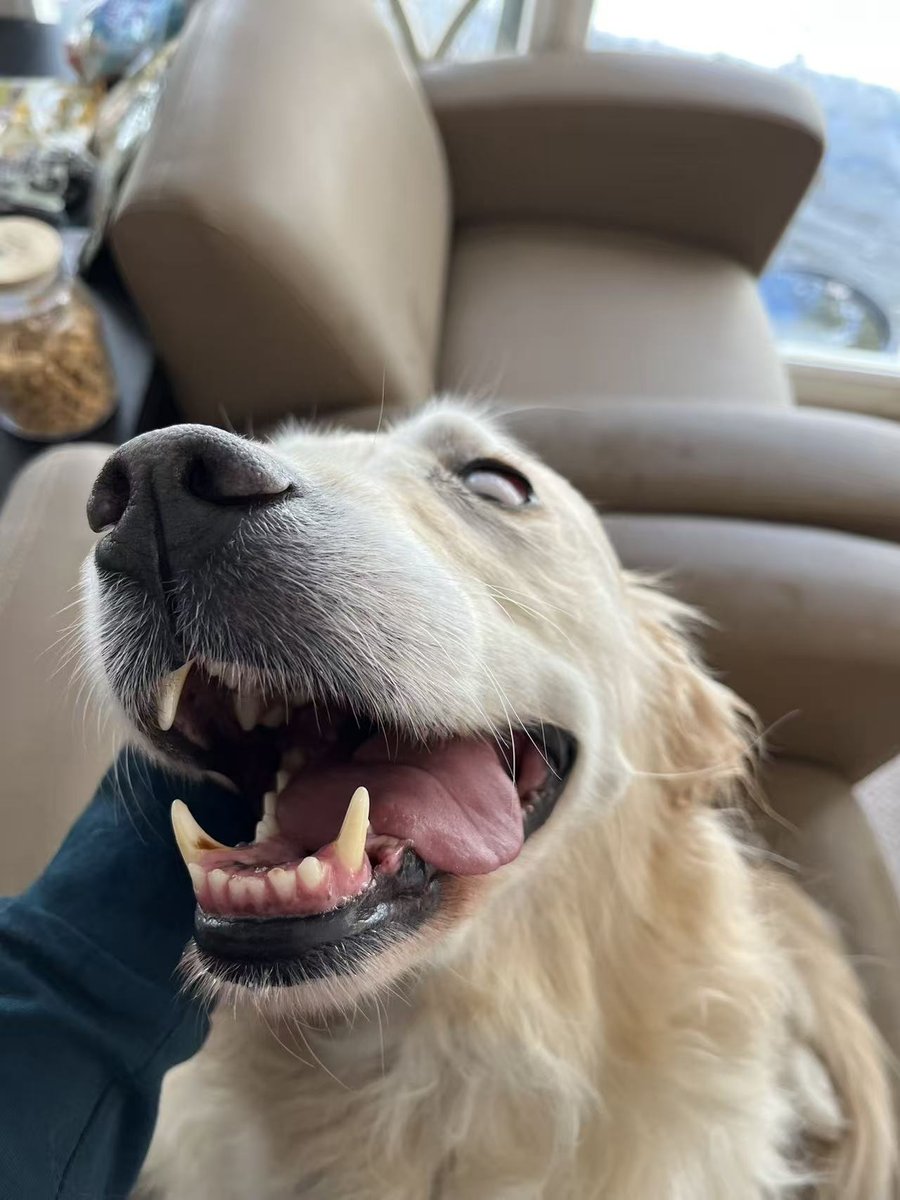 Happy golden retriever