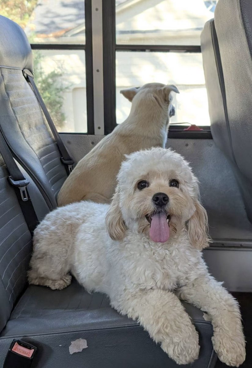 Two dogs in shuttle